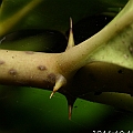 Acanthus ilicifolius (Spiny Holly Mangrove) ミズヒイラギ<br />Canon EOS KDX (400D) + EFS60 F2.8 + SPEEDLITE 380EX